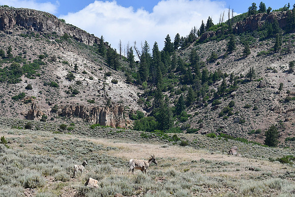 Bighorn Sheep Lamb at Blue Mesa_8513