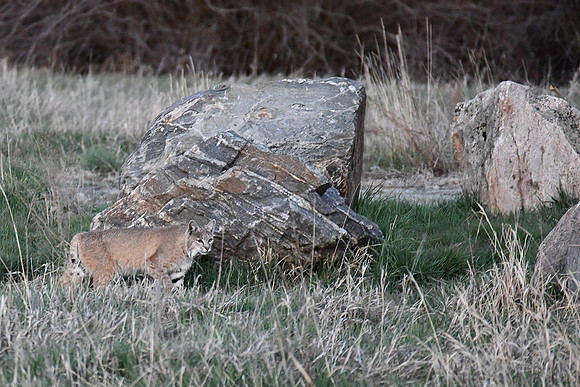 Beautiful Bobcat_8594