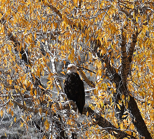 Bold Bald Eagle_7129