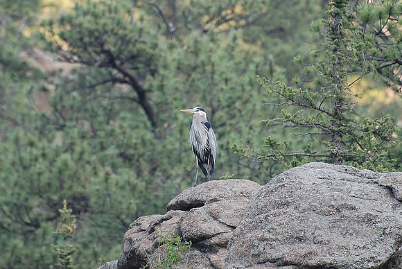 great blue heron