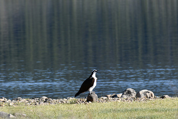 Osprey Perched_4084
