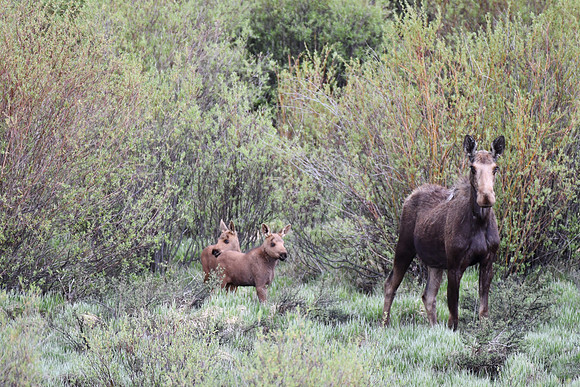 Protective and Curious_5788