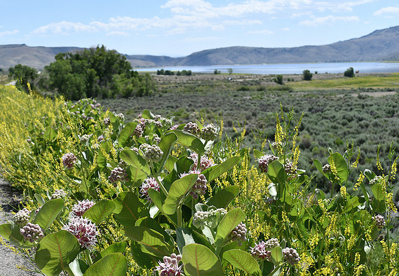 Yellow Sweet Clover and Queen's Crown at Blue Mesa_8565