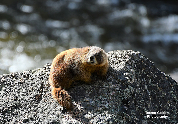 marmot