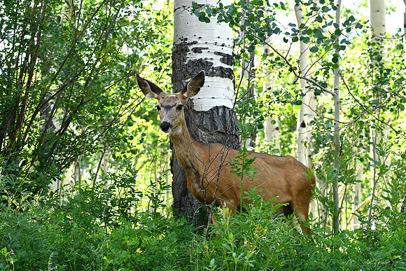 Doe in Aspens_8942
