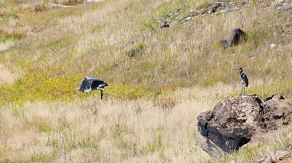 DSC_2018