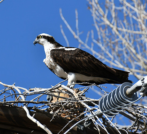 Osprey