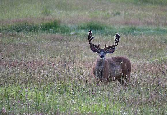 DSC_8262