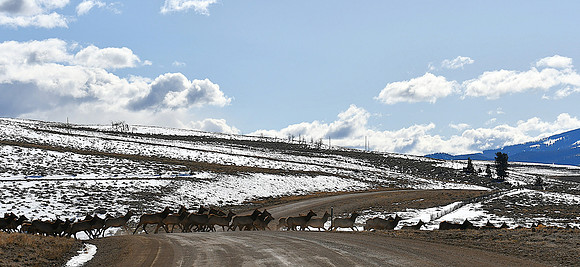 Country Road Traffic Jam_1197
