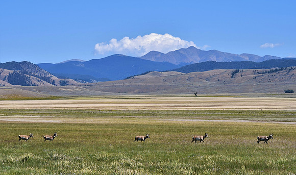pronghorn spaces