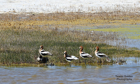 Avocets San Luis Valley