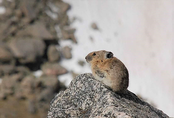 Pika Power_0012