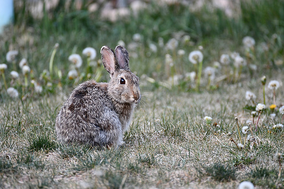 Bunny Time_0418