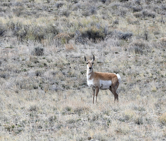 Doe Pronghorn_9957