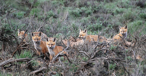 Five in the Sagebrush_0006