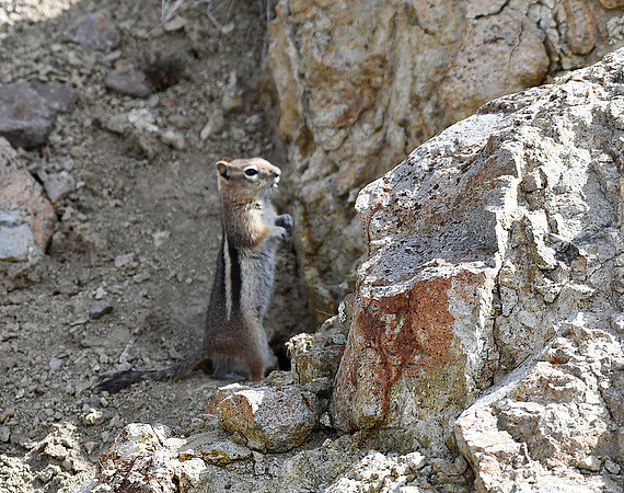 Chipper the Chipmunk_9907