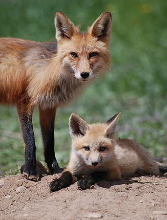 Foxy Lady and kit