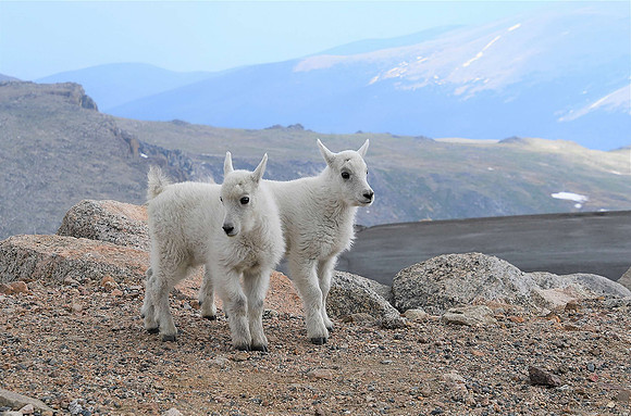 mtn goat kids_9445