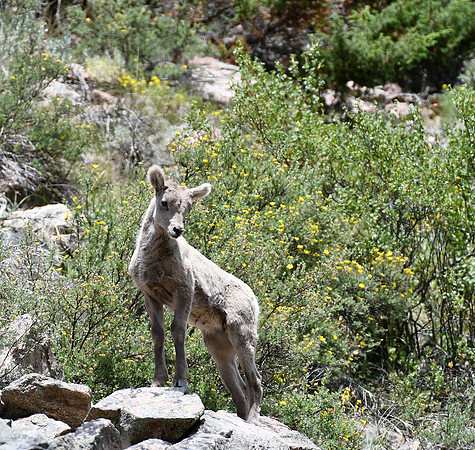 Bighorn Lamb in Wildflowers_3749