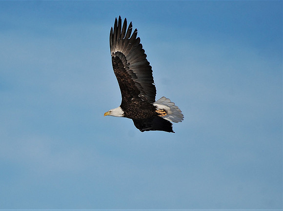 Fly Away