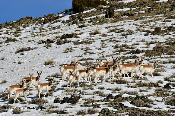 pronghorn on the move