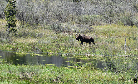Bull Moose_9111 G