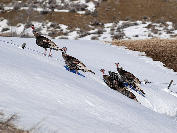 Wild Turkeys_0941