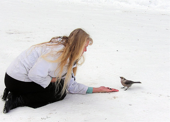 Feeding Canadian Jay on Mt Crested Butte