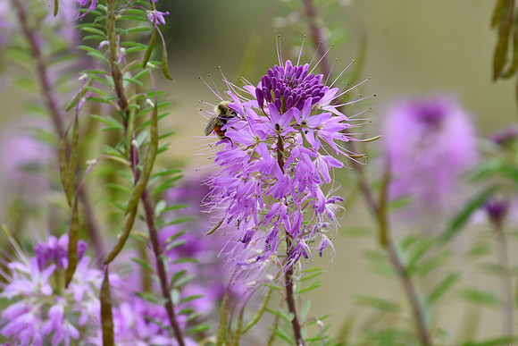 Wild Nature_5075
