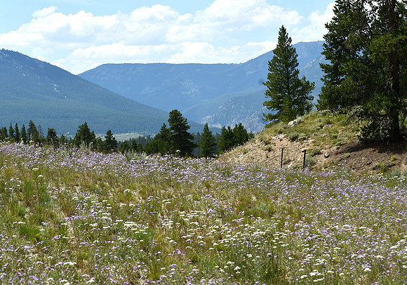 Wildflowers at 10,000 feet elevation_1607