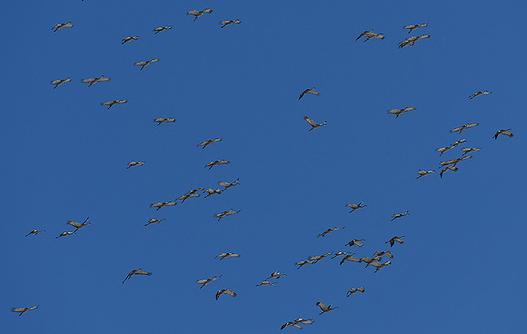Migrating Sandhill Cranes_71070