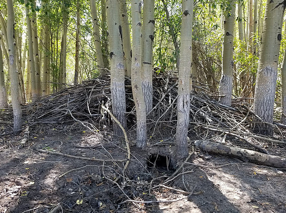 old beaver dam