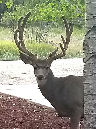 Buck by Tree