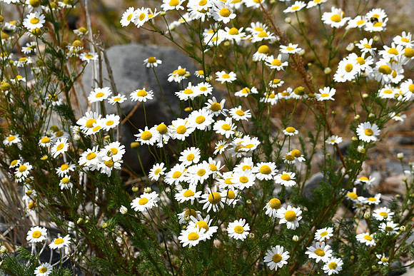 Happy Flowers_4520