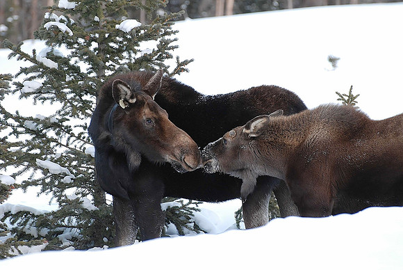 Motherly Affection_0335