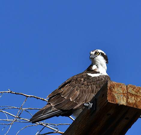 Stunning Osprey_6467