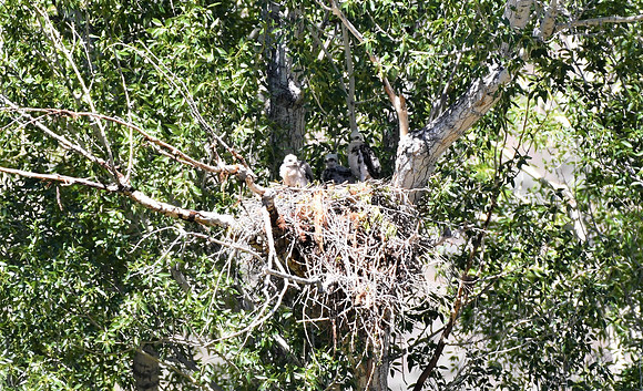 Another Hawk Nest_2015