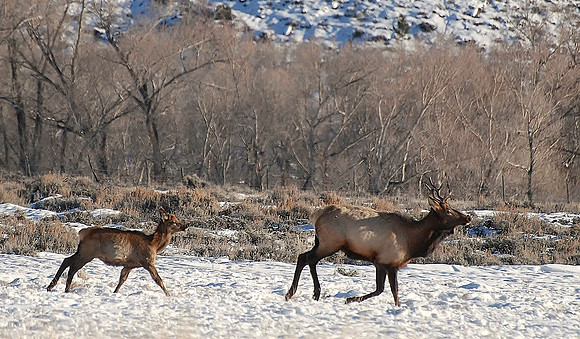 elk_0844