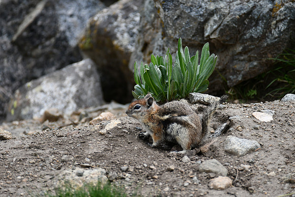 Chipmunk_8217