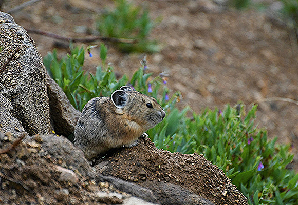 Happy Pika_9064