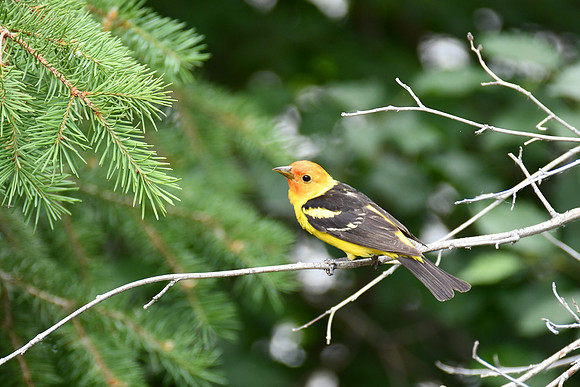 Male Western Tanager_4284