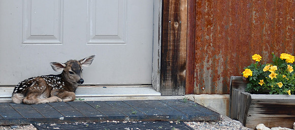 Newborn fawn on the Step_6837