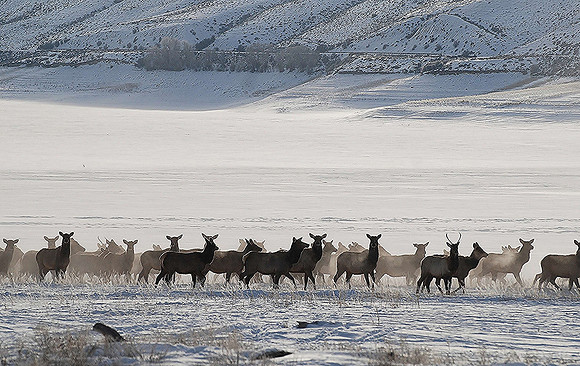 Spirit Elk