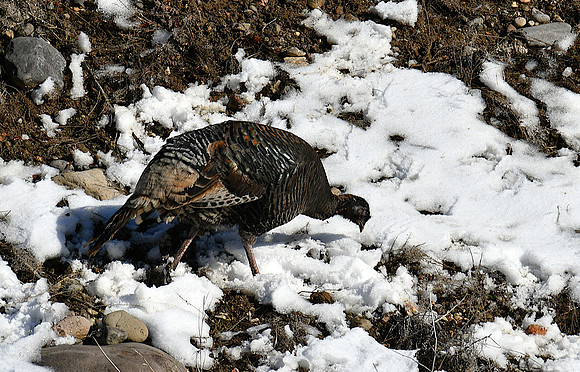 Beautiful Feathers_7843