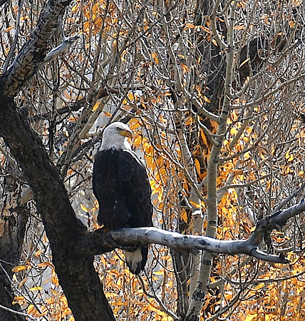 Bald Eagle_0226