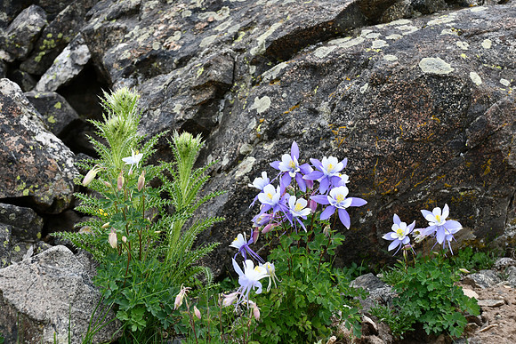 Composition_8241