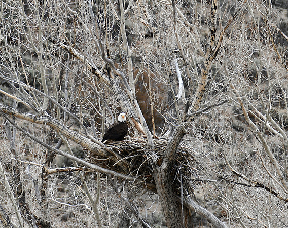 1,2,3,/eaglets, I See_50252
