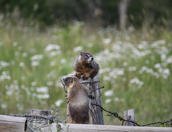 Marmot vision