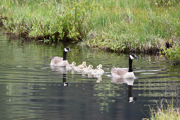 Geese Family_3332