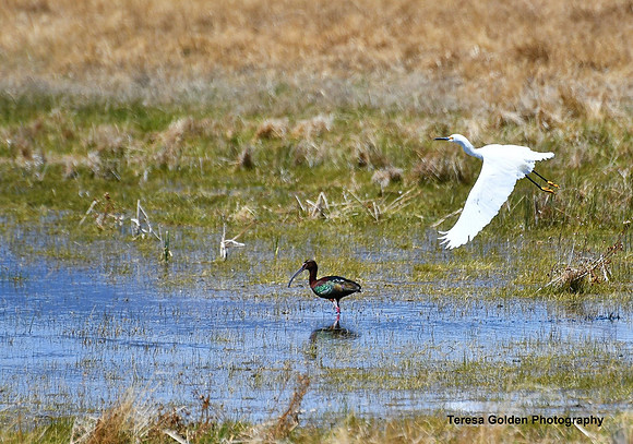 Ibis with snow egret flyby